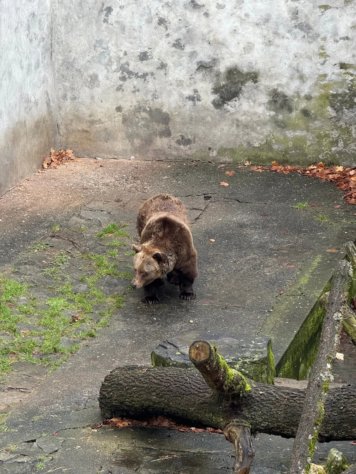 Brown bear in a deteriorated zoo enclosure, surrounded by festive decorations and lights at an Unknown Christmas market.
