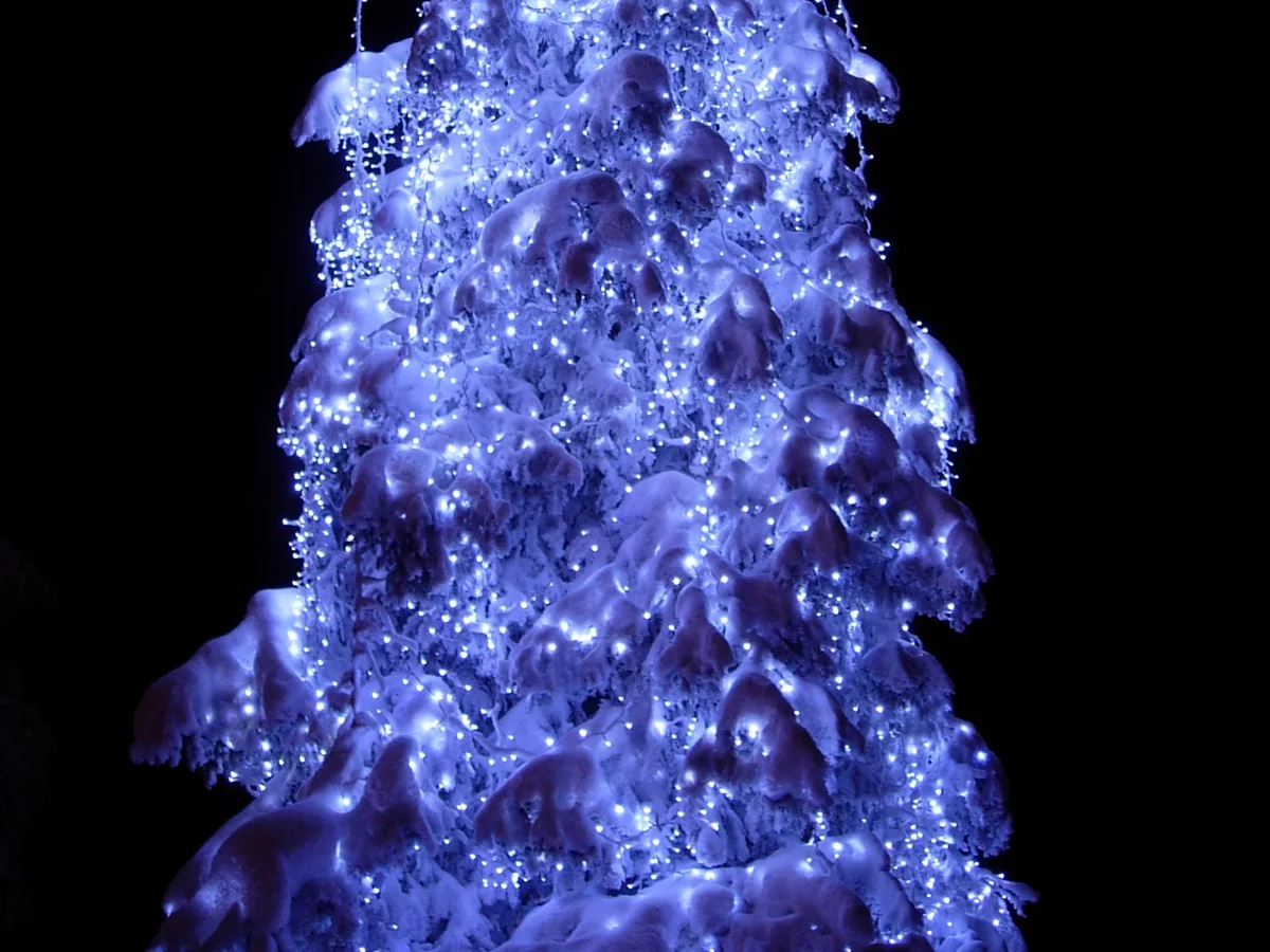 Rovaniemi frost-covered tree glowing in blue light during winter