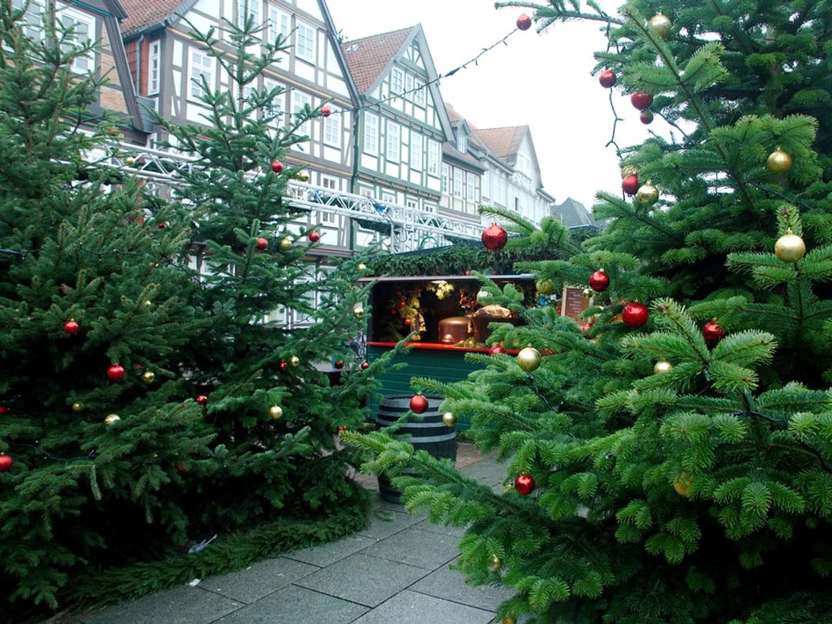 Celler Weihnachtsmarkt festive trees and half-timbered architecture in Celle capturing holiday spirit