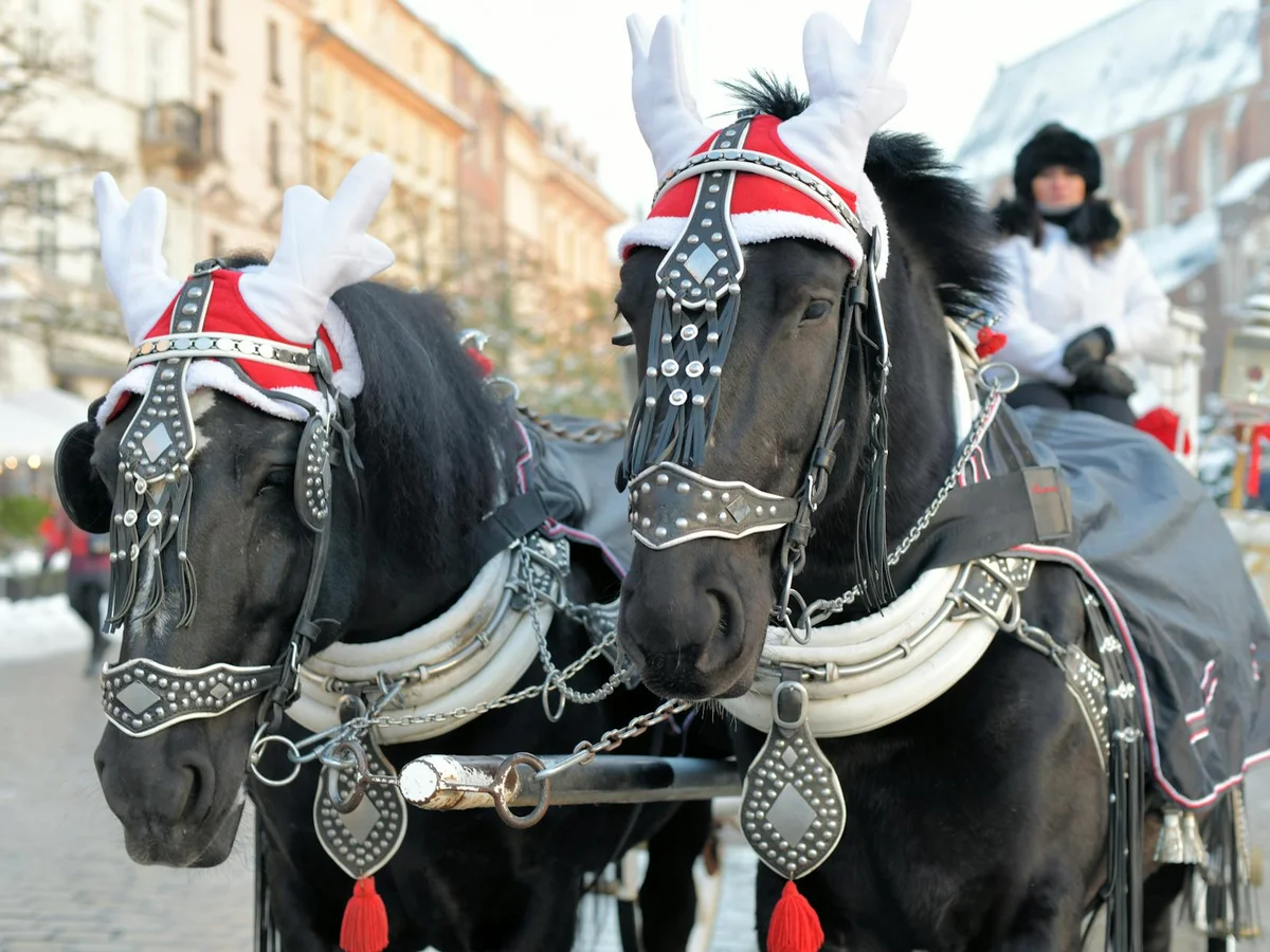 Krakow decorated horses in festive attire during winter season