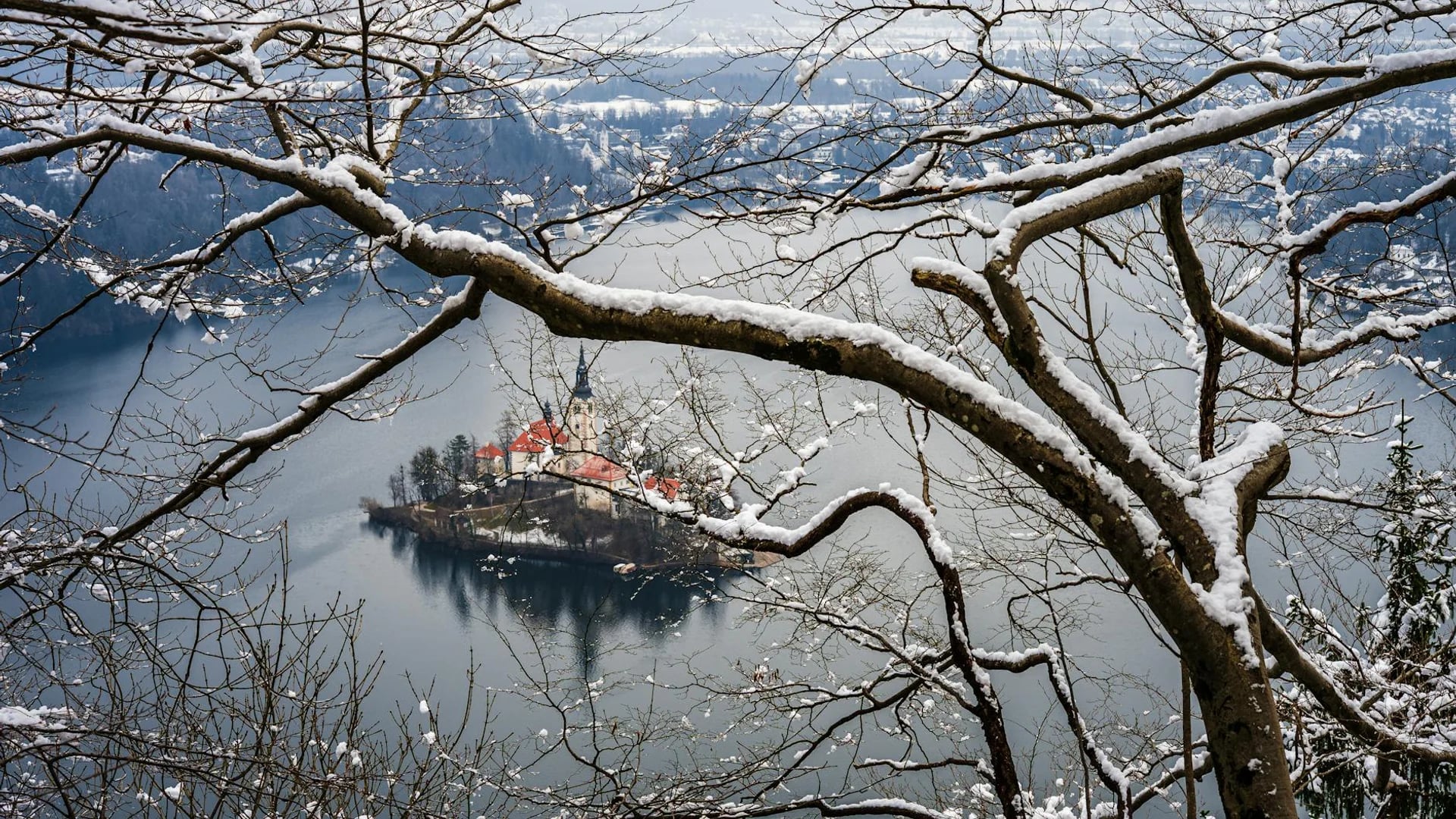 Bled Island church framed by snow-covered branches in winter